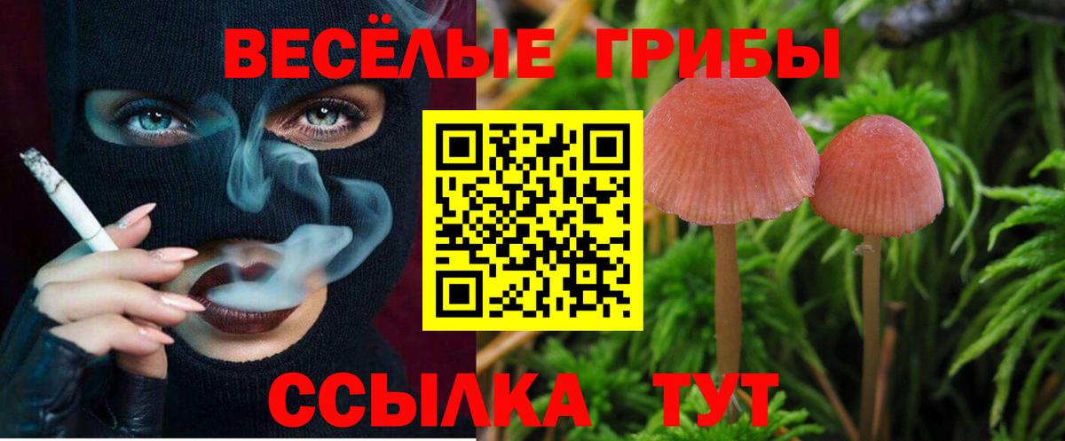 Галлюциногенные грибы Psilocybe  Вход с VPN  как найти наркотики  Жуковский  Галлюциногенные грибы Psilocybe 
